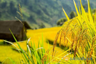 Tour Sapa Mù Cang Chải