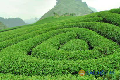 Tour Du Lịch Mai Châu - Mộc Châu - Cầu Kính Bạch Long 2 Ngày 1 Đêm